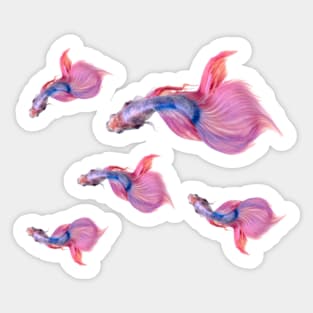 Betta Fish Siamese Sticker